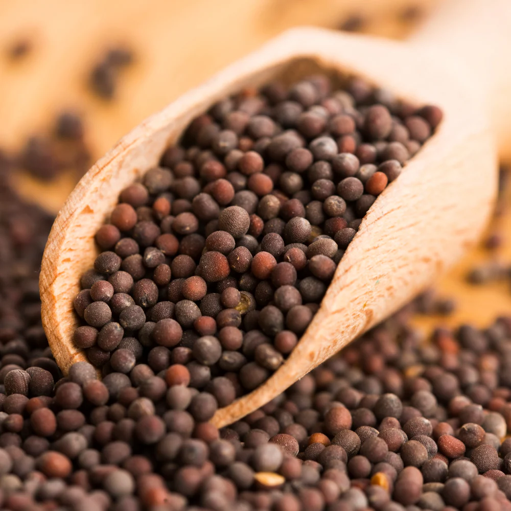 MUSTARD SEED
